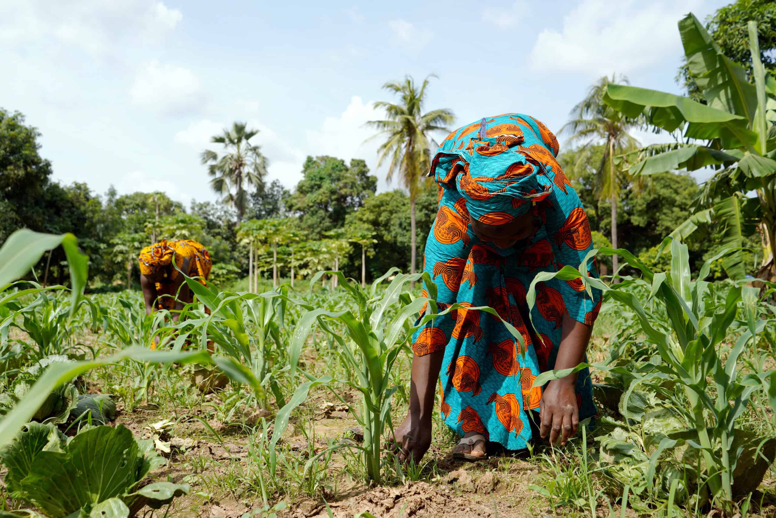 African women in a maize field